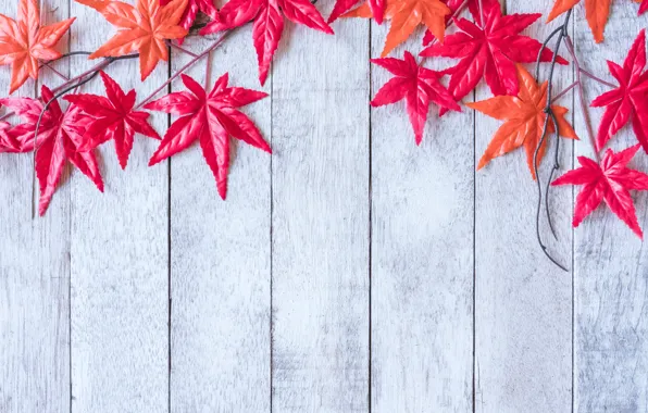 Картинка осень, листья, фон, дерево, red, клен, wood, background, autumn, leaves, maple