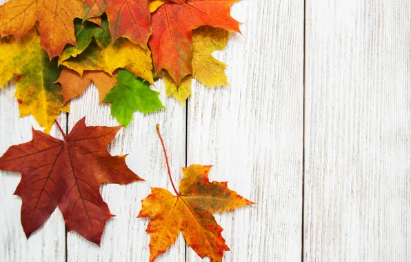 Картинка осень, листья, фон, colorful, rainbow, клен, wood, autumn, leaves, maple