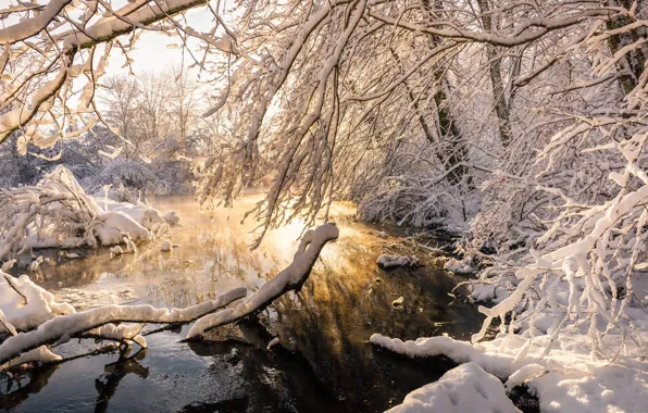 Картинка зима, вода, снег, деревья, ветки, природа