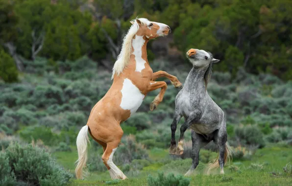 Картинка природа, кони, лошади, два, встал на дыбы