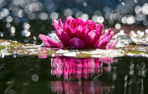 Картинка цветок, вода, капли, свет, озеро, блики, пруд, отражение, розовый, кувшинка, водоем, боке, нимфея, водяная лилия