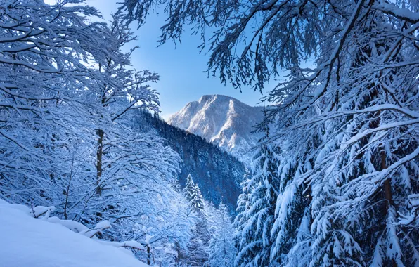 Картинка зима, лес, снег, деревья, горы, ветки, Австрия, Альпы