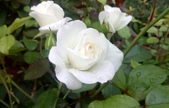 Картинка Цветы, Розы, Белые