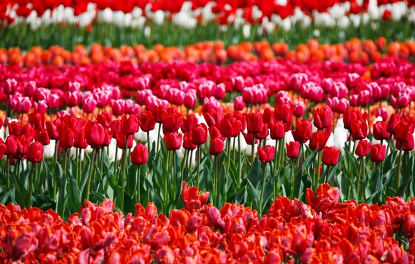 Картинка цветы, весна, тюльпаны, красные, много, плантация