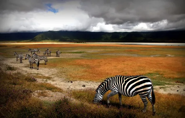Картинка поле, природа, зебры