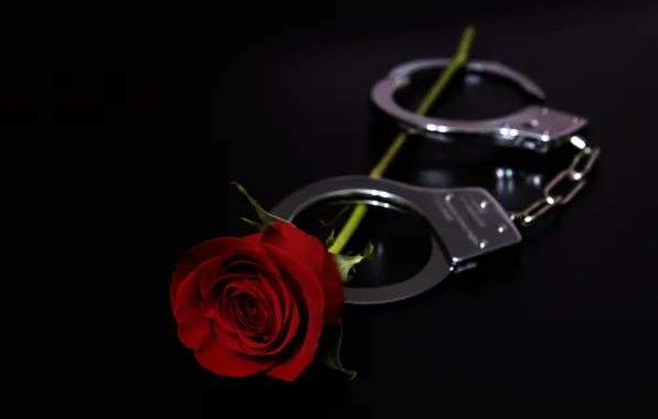 Картинка праздник, роза, наручники, валентинов день