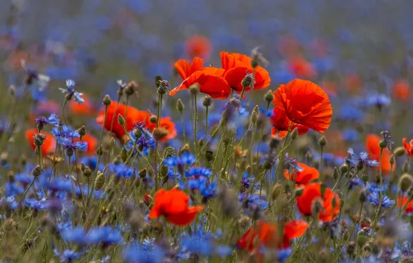 Картинка поле, лето, цветы, природа, поляна, мак, маки, размытие, голубые, красные, полевые, много, боке, васильки, маковое …