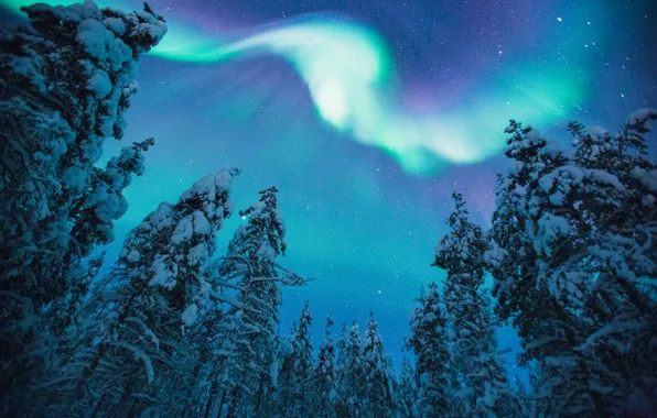 Картинка зима, лес, небо, звезды, снег, деревья, ночь, природа, северное сияние