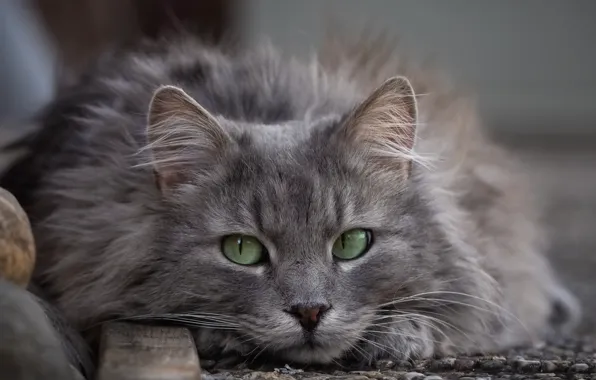 Картинка кот, взгляд, пушистый, мордочка, зелёные глаза, котейка