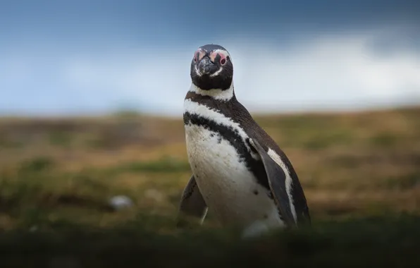 Картинка небо, взгляд, пингвин, окрас, Antarctic Penguins