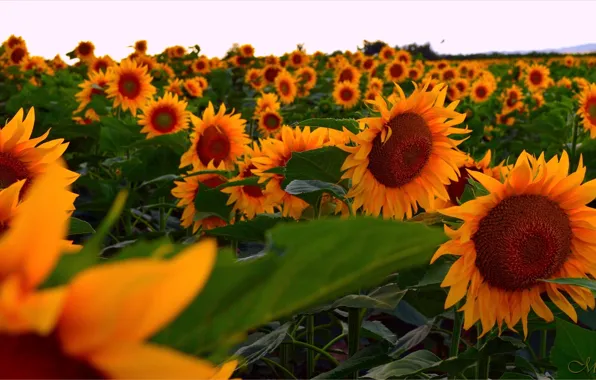 Картинка Поле, Подсолнухи, Field, Sunflowers