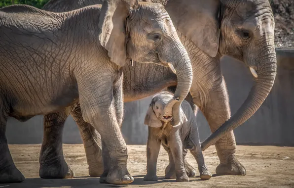 Картинка слон, малыш, семья, мама, слоненок