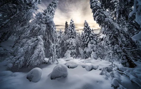 Картинка зима, лес, снег, деревья, пейзаж, природа, ели, сугробы, Robert Didierjean