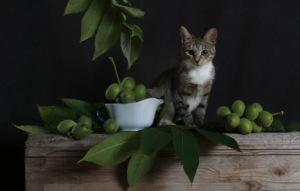 Картинка кошка, взгляд, листья, ветки, поза, темный фон, котенок, серый, доски, плоды, зеленые, кувшин, натюрморт, ящик, …