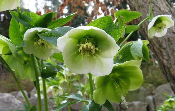 Картинка цветы, морозник, зелёный цвет, Геллеборус