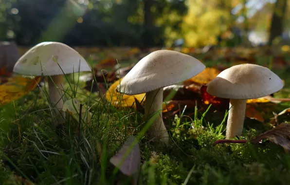 Картинка осень, лес, трава, листья, свет, природа, поляна, грибы, светлые, шляпки, три, грибочки, трио, боке