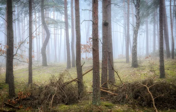Картинка осень, лес, деревья, ветки, туман, стволы, утро, дымка, сосны, хвоя, бор, валежник, сосновый