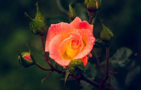 Картинка цветок, капли, темный фон, роза, оранжевая, бутон