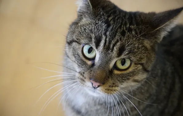 Картинка кошка, морда, зеленые глаза