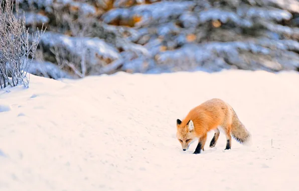 Картинка зима, лес, снег, природа, ели, лиса, сугробы, рыжая, лисица, боке