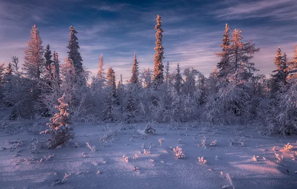 Картинка зима, снег, деревья, вечер