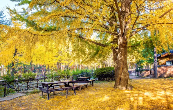 Картинка осень, листья, деревья, парк, yellow, park, autumn, leaves, tree, корея, Korea, Nami