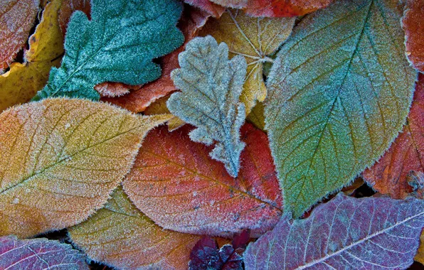 Картинка осень, листья, мороз, autumn, leaves, frost