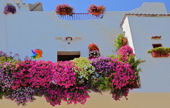 Картинка цветы, дом, стена, Италия, Монополи