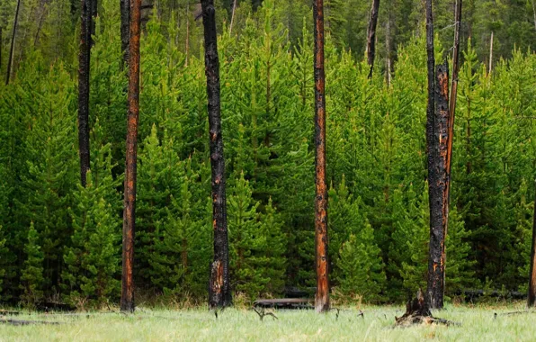 Картинка лес, деревья, Вайоминг, США, Йеллоустонский национальный парк