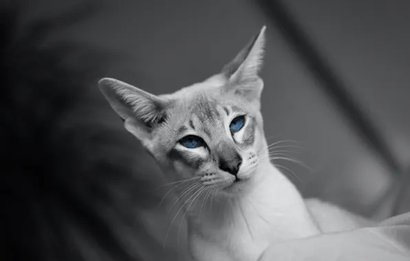 Картинка кошка, кот, взгляд, морда, портрет, голубые глаза, серый фон, монохром, красавец