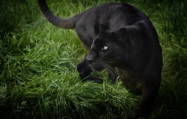 Картинка трава, взгляд, поза, пантера, черная, дикая кошка