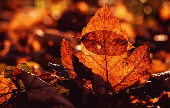 Картинка осень, свет, ветки, яркие, красные, краски осени, боке, осенние листья