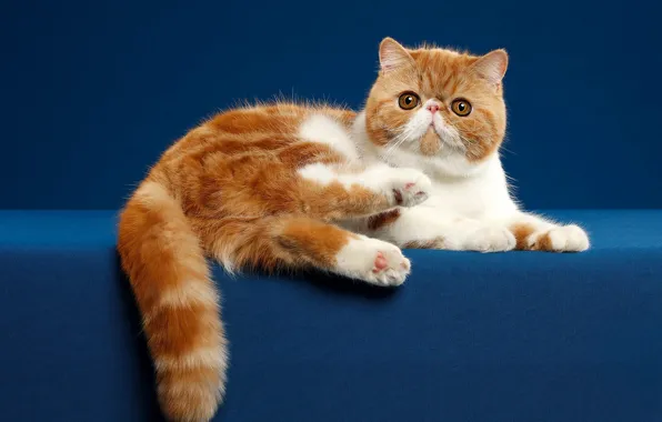 Картинка кошка, взгляд, поза, котенок, фон, рыжий, мордочка, лежит, котёнок, фотостудия, экзот