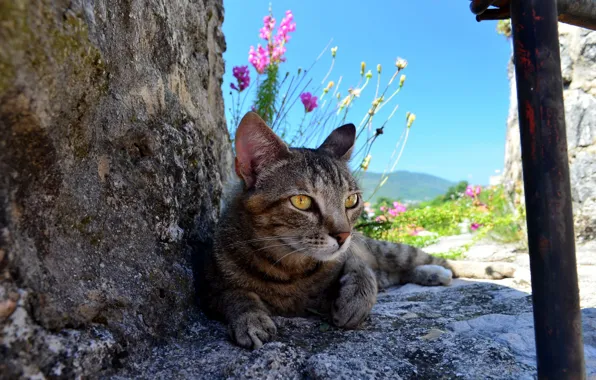Картинка кошка, кот, цветы, природа, камни, серый, полосатый
