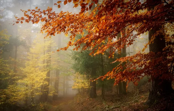 Картинка осень, лес, пейзаж, природа, дерево, красота