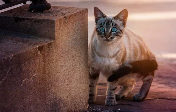Картинка кошка, взгляд, голубые глаза, котейка