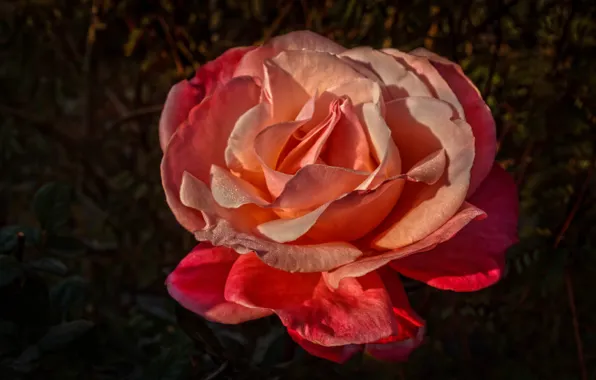 Картинка цветок, капли, темный фон, розовая, роза, оранжевая