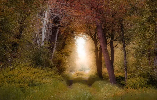 Картинка дорога, осень, лес, трава, свет, ветки, туман, заросли, листва, арка, аллея, тропинка