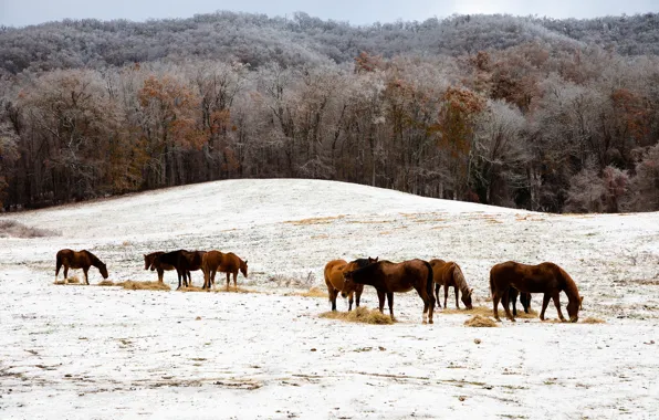 Картинка зима, иней, поле, лес, снег, деревья, пейзаж, природа, конь, холмы, лошадь, кони, лошади, пастбище, сено, …