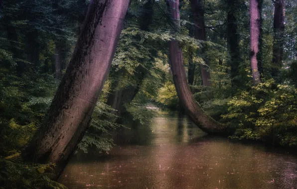 Картинка деревья, пейзаж, природа, парк, дождь, канал, Голландия, Jan-Herman Visser