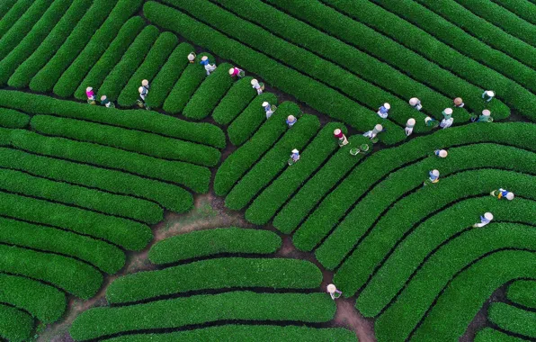 Картинка люди, панорама, чайная плантация