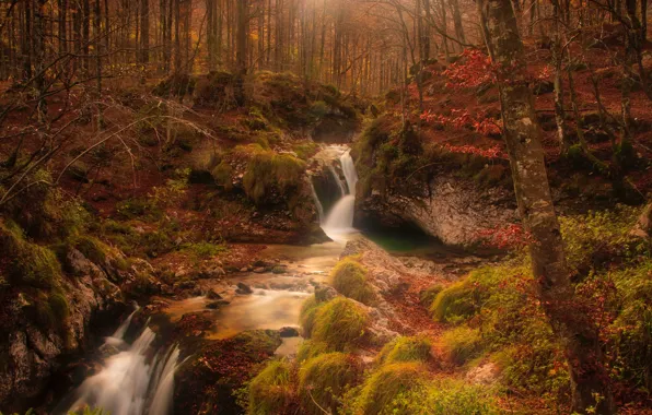 Картинка осень, лес, деревья, ручей, камни, мох