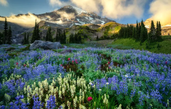 Картинка mountains, Washington, Mount Rainier, wildflowers