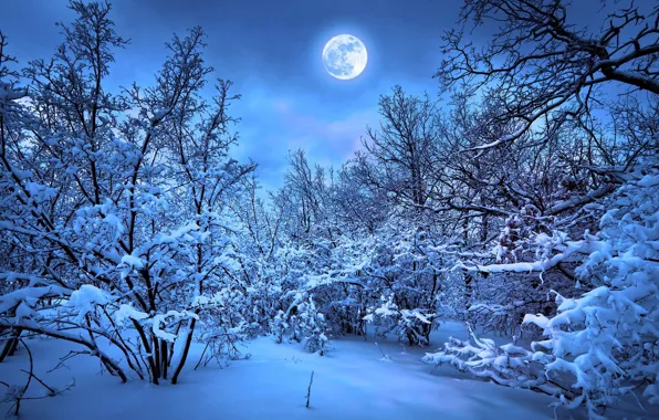 Картинка зима, лес, луна
