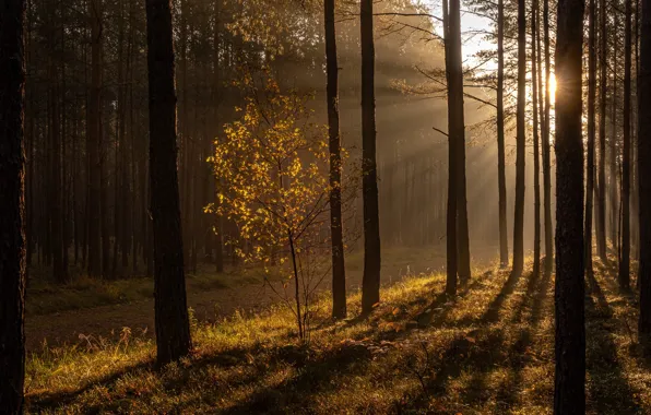 Картинка осень, лес, свет