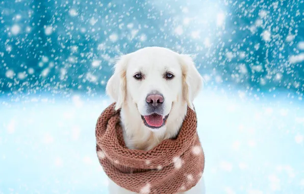 Картинка зима, язык, взгляд, морда, снег, зимний, портрет, собака, обработка, шарф, белая, метель, снегопад, голубой фон, …