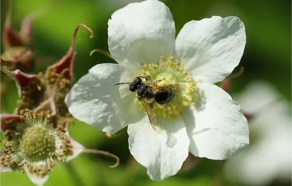 Картинка цветок, пчела, flower, bee