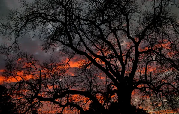 Картинка dark, twilight, sky, nature, sunset, clouds, tree, dusk, branches, 5k hd background