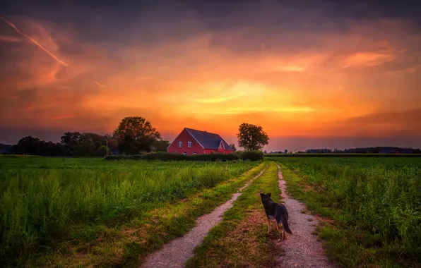 Картинка дорога, закат, дом, собака