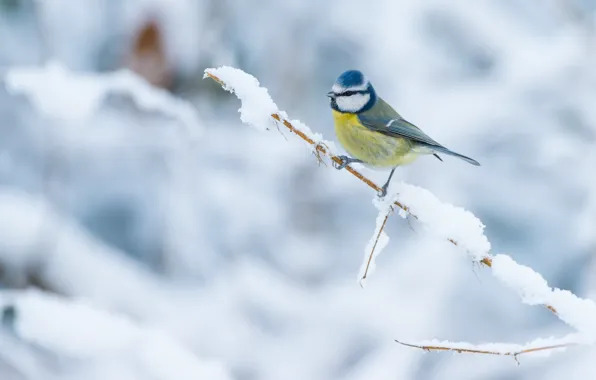 Картинка зима, снег, птица, ветка, птичка, светлый фон, маленькая, синичка, размытый фон, синица, пташка